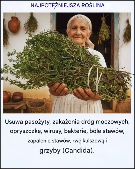 Najpotężniejsza roślina lecznicza, o której wiele osób wciąż zapomina