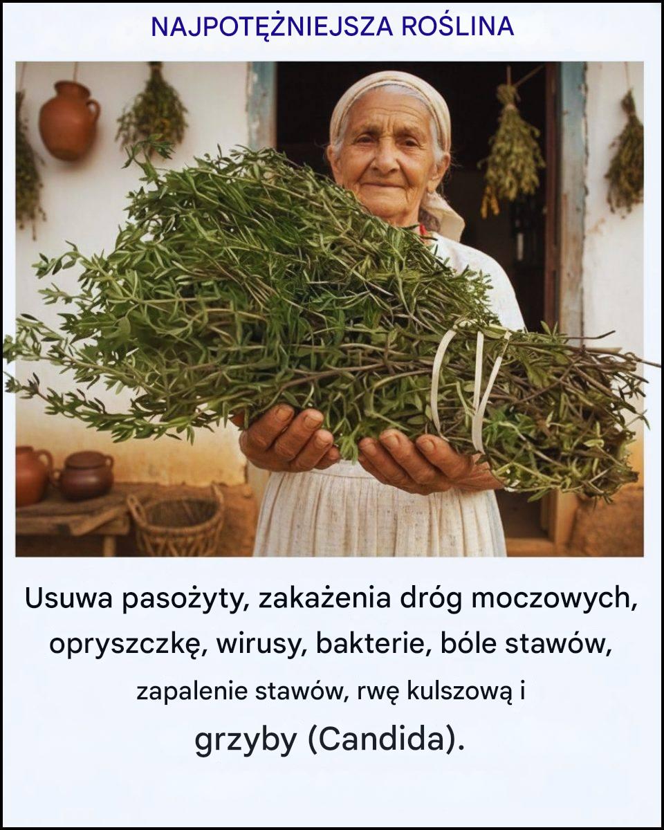 Najpotężniejsza roślina lecznicza, o której wiele osób wciąż zapomina