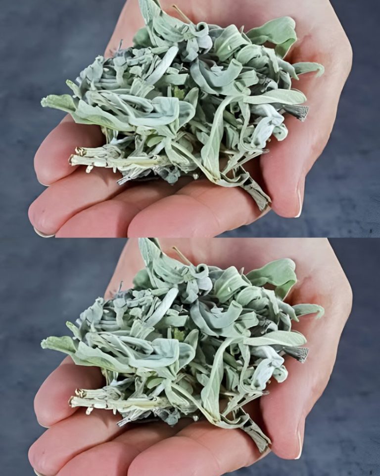 Zielona roślina doniczkowa: Jak roślina kuchenna może odmienić (lub zniszczyć) Twoje zdrowie