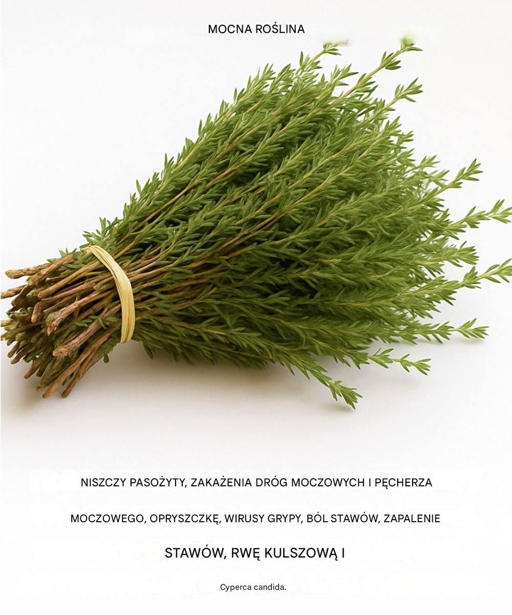 To jedno z najpotężniejszych ziół na świecie.