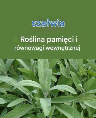 Po co człowiek miałby umierać, skoro na ziemi jest szałwia? Herbata szałwiowa – przepis i sposób podania