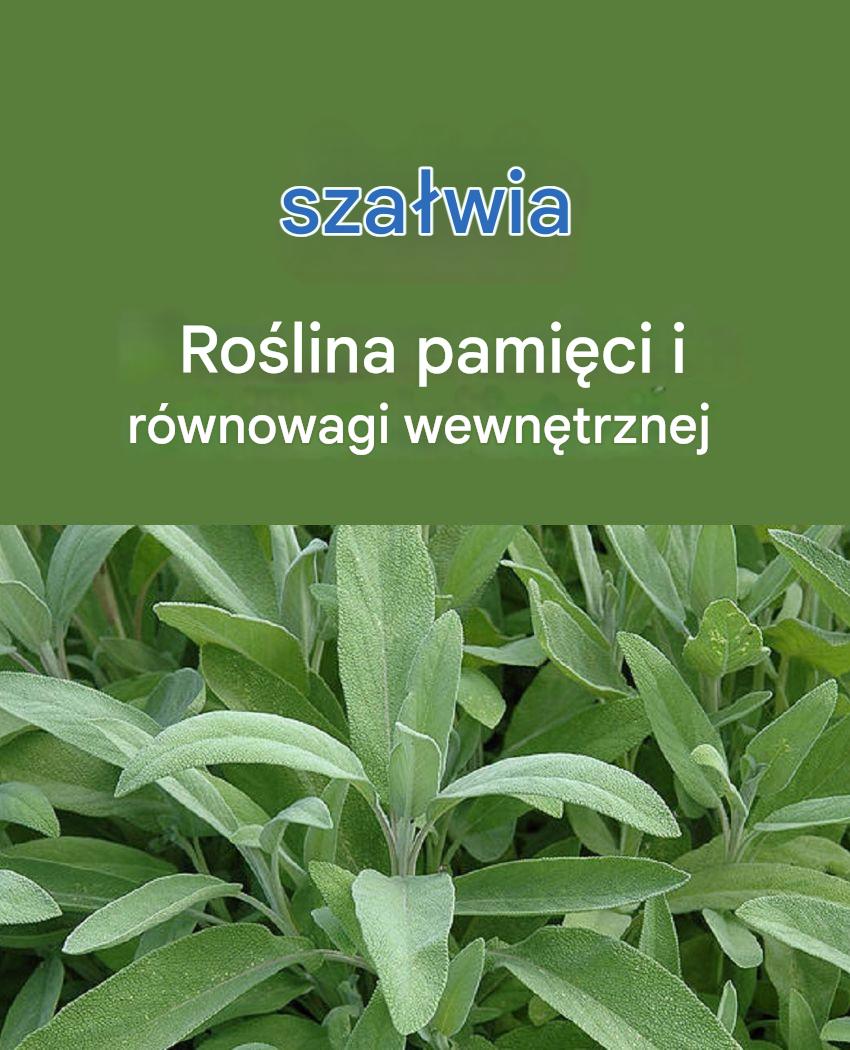 Po co człowiek miałby umierać, skoro na ziemi jest szałwia? Herbata szałwiowa – przepis i sposób podania