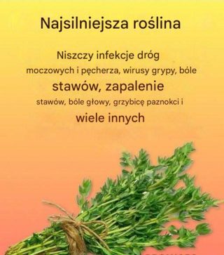 Naturalny środek na pasożyty i infekcje dróg moczowych. Tymianek (Thymus vulgaris) to aromatyczne zioło szeroko stosowane w kuchni, jedzeniu i kosmetyce.