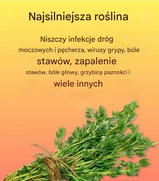 Naturalny środek na pasożyty i infekcje dróg moczowych. Tymianek (Thymus vulgaris) to aromatyczne zioło szeroko stosowane w kuchni, jedzeniu i kosmetyce.