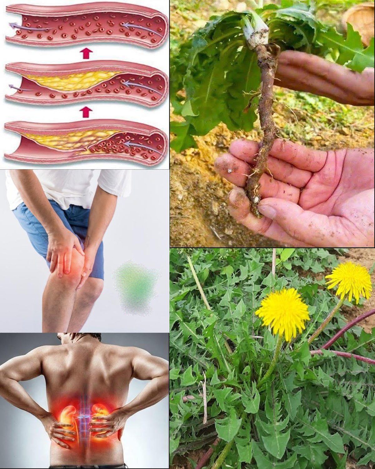 Odkryj najlepiej skrywany sekret korzenia mniszka lekarskiego