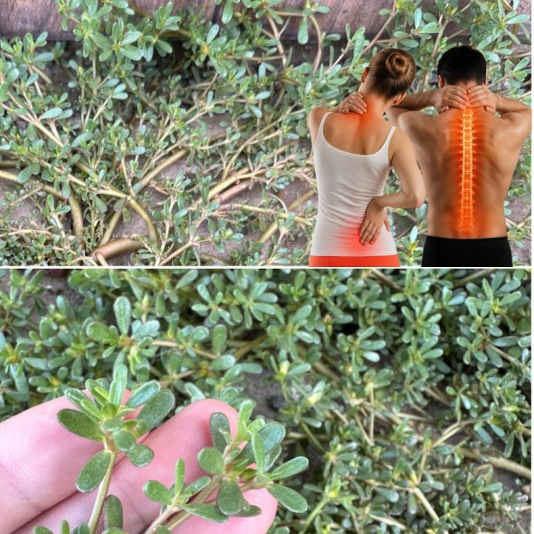 Superżywność, która smakuje lepiej niż mięso – 7 powodów, dla których warto ją uprawiać w ogrodzie