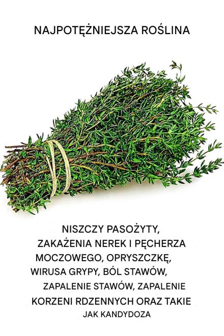 Oregano możesz znać jako aromatyczny dodatek do pizzy.