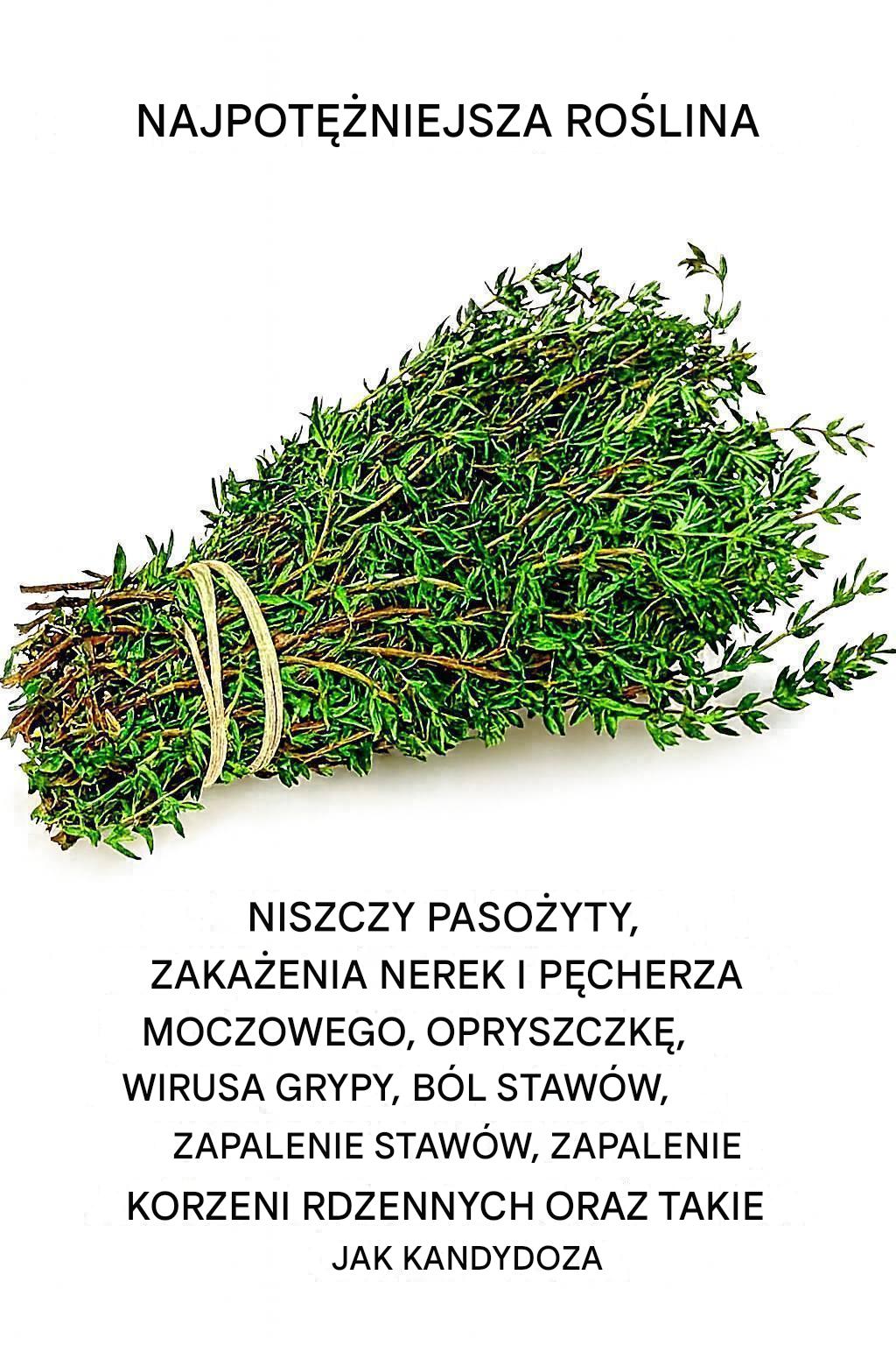 Oregano możesz znać jako aromatyczny dodatek do pizzy.