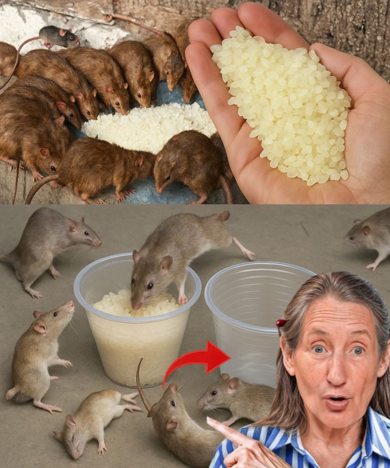 Pozbądź się szczurów i karaluchów na zawsze dzięki tej metodzie na bazie ryżu.