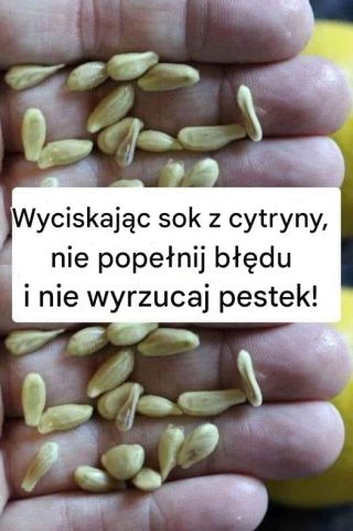 10 niesamowitych korzyści z pestek cytryny