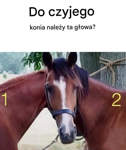 Czyja głowa to ten koń?