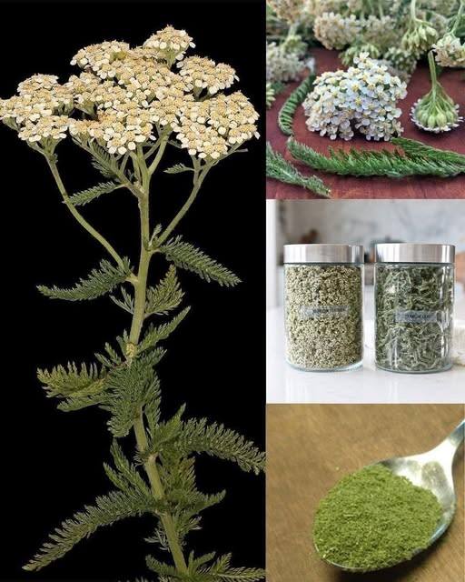 Roślina na zdjęciu – jedna z najpiękniejszych na świecie, a wielu nawet nie wie dlaczego.