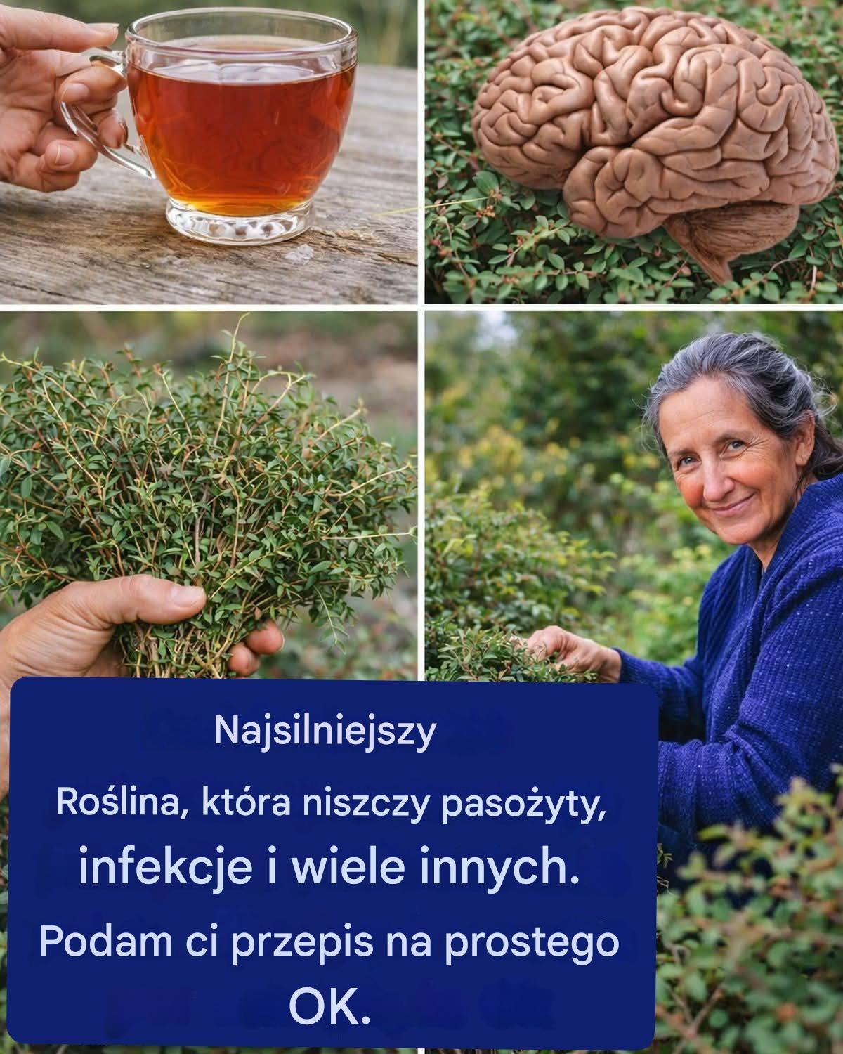 Tymianek: Zwalcza Candidę, opryszczkę, grypę, raka i wiele innych