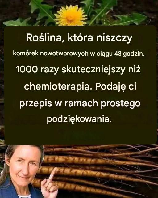 Ten korzeń zabija 98% przypadków raka żołądka, jelita grubego, trzustki i innych