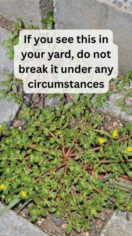 Home8 Reasons to Leave Purslane Weed Growing — The Backyard Superfood You’ve Been Pulling Up! 8 Reasons to Leave Purslane Weed Growing — The Backyard Superfood You’ve Been Pulling Up!