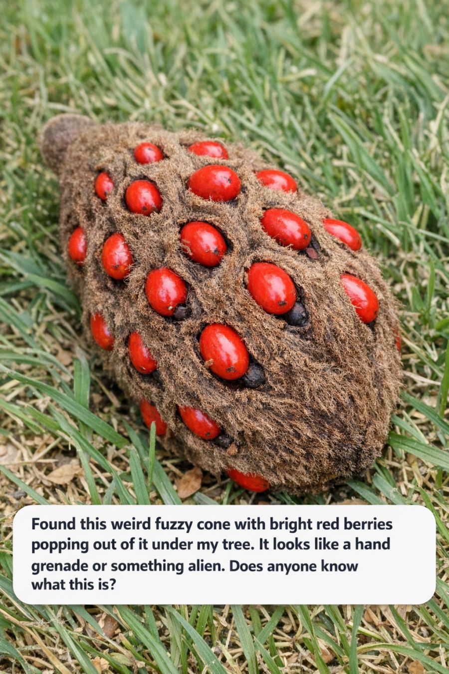 Found this weird fuzzy cone with bright red berries popping out of it under my tree. It looks like a hand grenade or something alien. Does anyone know what this is?