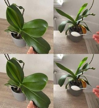 Orchids: Just 1 tablespoon and they will bloom non-stop – a powerful fertilizer