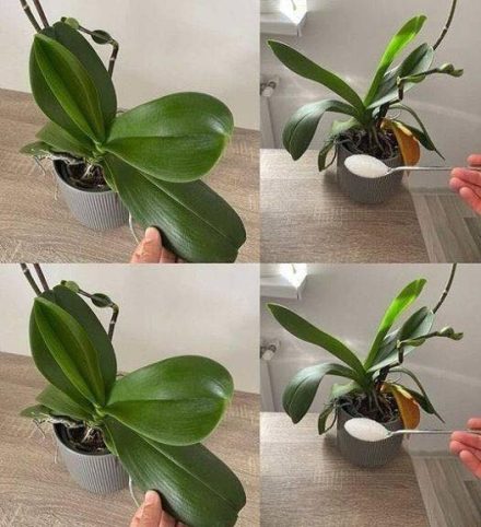 Orchids: Just 1 tablespoon and they will bloom non-stop – a powerful fertilizer