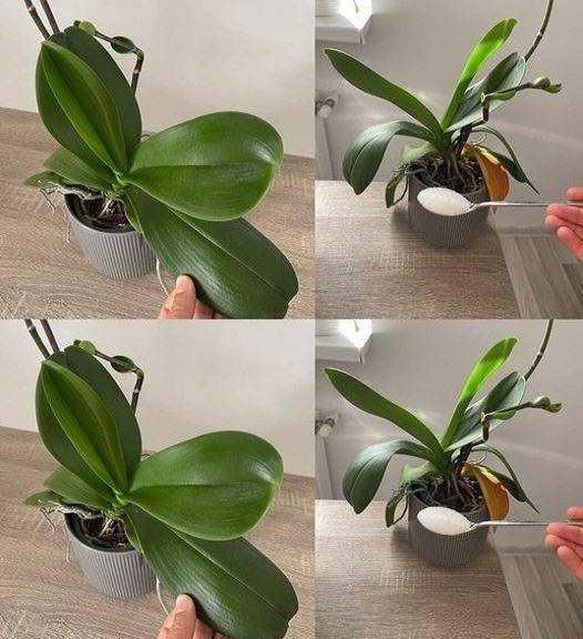 Orchids: Just 1 tablespoon and they will bloom non-stop – a powerful fertilizer