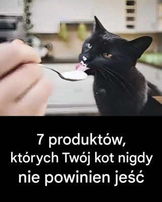 7 produktów, których nie powinieneś podawać kotu